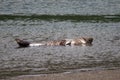 Alifornia. Seals are on the mouth of the Russian River